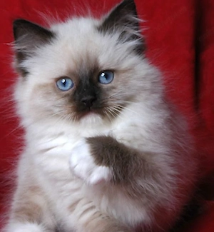 Ragdoll fetița pufoasa 800 lei - imagine 2
