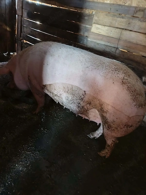 Porc rasa Marele Alb  - imagine 2