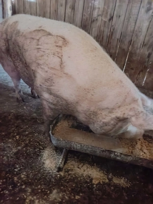 Porc rasa Marele Alb 