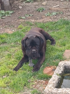 Se doneaza cane corso - imagine 3