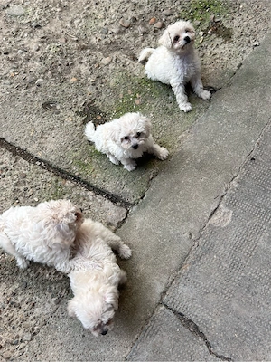 Pui Bichon Maltez de vânzare - 4 cățeluși  - imagine 3