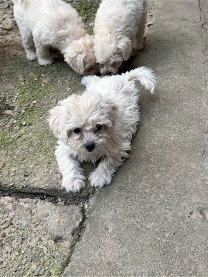 Pui Bichon Maltez de vânzare - 4 cățeluși  - imagine 5