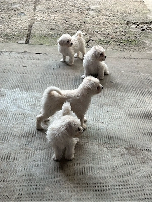 Pui Bichon Maltez de vânzare - 4 cățeluși 
