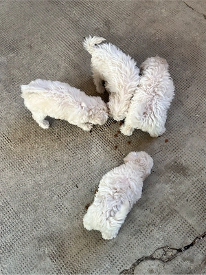 Pui Bichon Maltez de vânzare - 4 cățeluși  - imagine 4