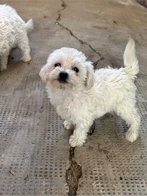Pui Bichon Maltez de vânzare - 4 cățeluși  - imagine 2