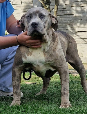Vand mascul American bully xl - imagine 4