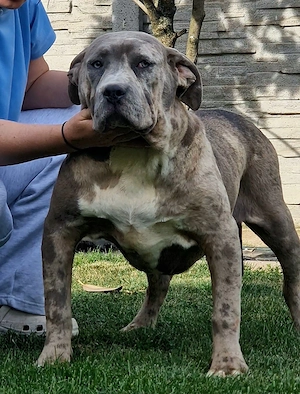 Vand mascul American bully xl - imagine 2