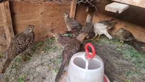 vând pui de fazan auriu pe roșu si galben 