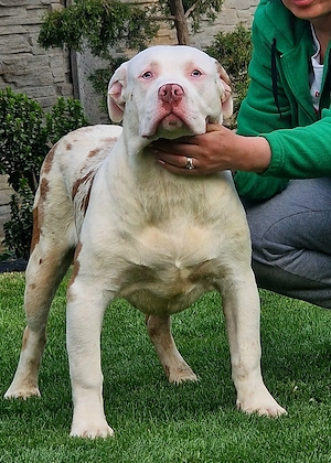 Vand American Bully xl - imagine 2