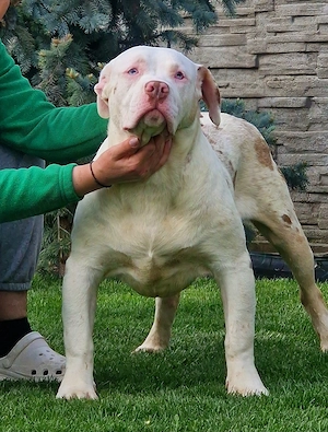 Vand American Bully xl - imagine 4