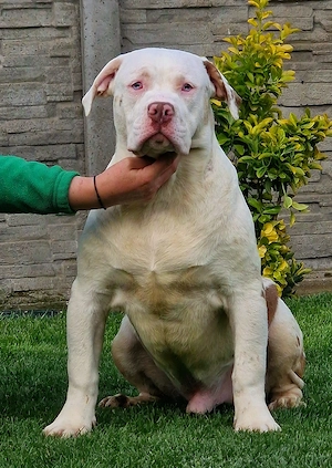 Vand American Bully xl - imagine 3