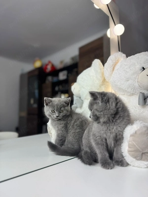Pui pisica british shorthair - imagine 3