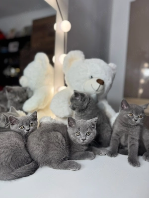 Pui pisica british shorthair - imagine 5