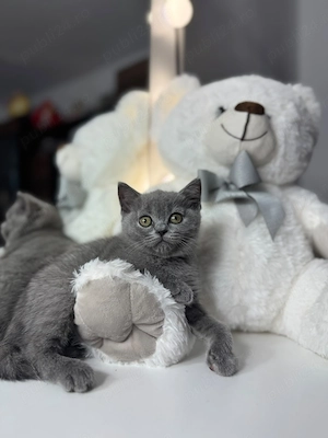 Pui pisica british shorthair - imagine 2