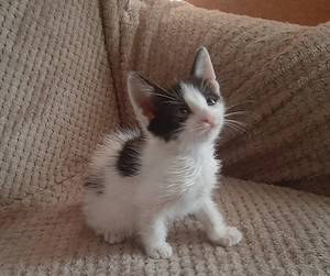 Pui pisica pentru adopție