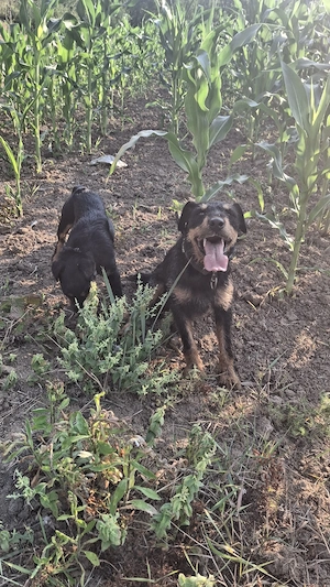 jagdterrier