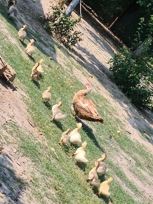 Vând boboci rata mută.