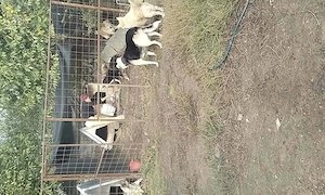 Colaborare ajutor animale de companie 