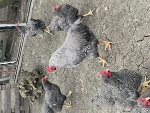 Vând familie găini Australorp și Plymouth. - imagine 4