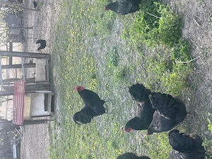Vând familie găini Australorp și Plymouth. - imagine 2
