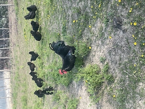 Vând familie găini Australorp și Plymouth.