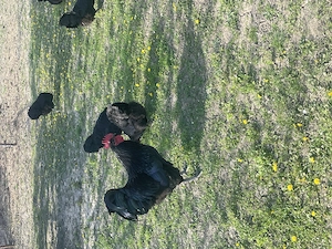 Vând familie găini Australorp și Plymouth. - imagine 3