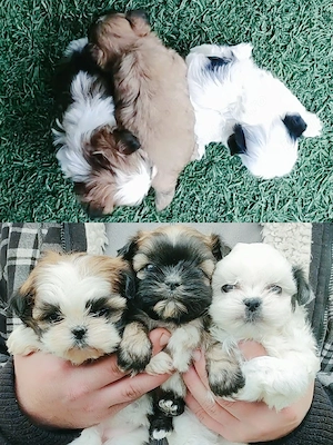 fetiță shih tzu ajut cu transport in țară 