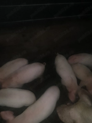 Purceii rasă Marele Alb 