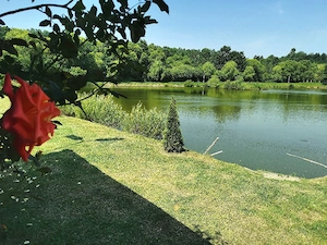 Vând proprietate 5,78ha  în vecinătatea Mănăstirii Dobrești-Timiș.  - imagine 5