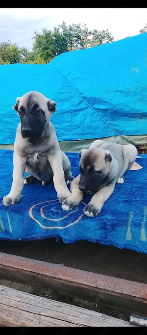 Pui kangal viitori paznici - imagine 2