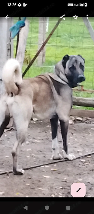 Pui kangal viitori paznici - imagine 5