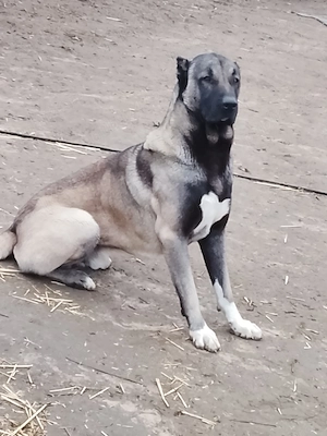 Pui kangal viitori paznici - imagine 4