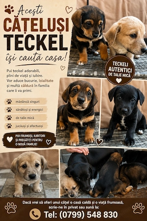 Catelusi teckel