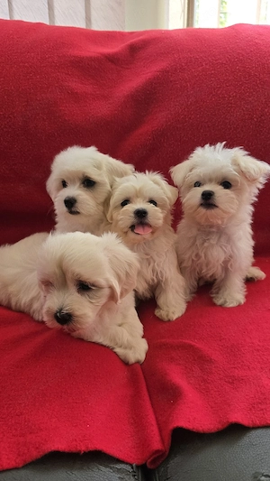 Bichon Maltez Fetițe Și Băieți  - imagine 5