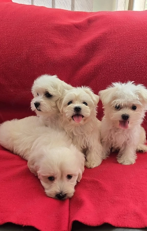 Bichon Maltez Fetițe Și Băieți  - imagine 2