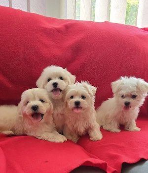 Bichon Maltez Fetițe Și Băieți 