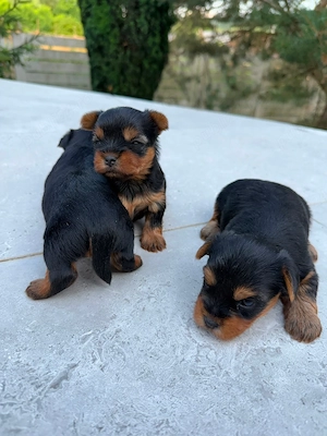 pui yorkshire terrier