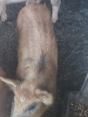 grasuni mangalita- duroc - imagine 2