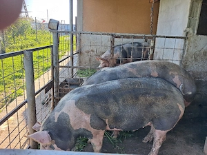 vand doi porci unu are 190 de kg si altul 240 pretul este 16 lei pe kg in viu