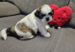 Cățeluși Shih-tzu 
