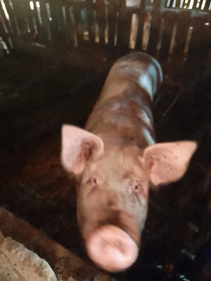 purcea de vanzare - imagine 3