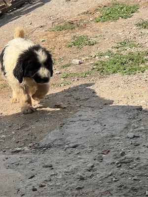 ciobanesc de bucovina