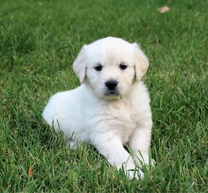 Golden Retriver  - imagine 2
