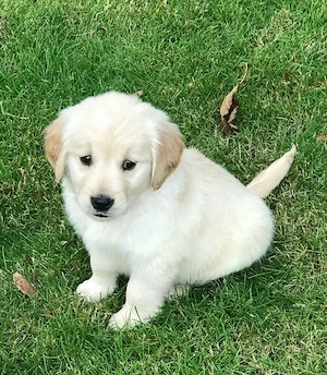 Golden Retriver  - imagine 3