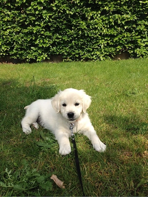 Golden Retriver  - imagine 4