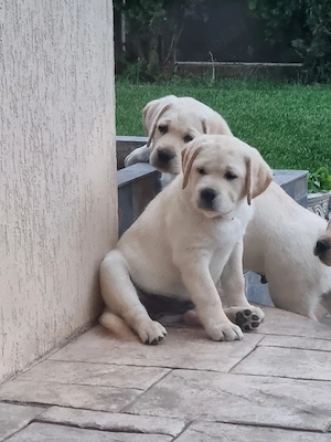 pui labrador retriver - imagine 2