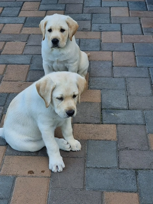pui labrador retriver - imagine 4