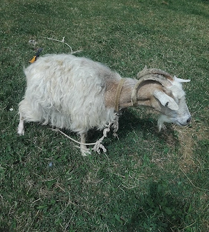 capra de vânzare 