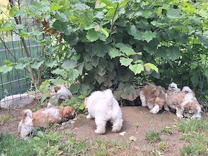 Căței Shih Tzu jucăuși  - imagine 2