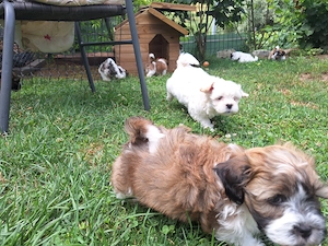 Căței Shih Tzu jucăuși  - imagine 3